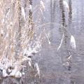 Schilf im Schnee (tn_100_3990.jpg) Zeesner See im Landkreis Dahme Spreewald